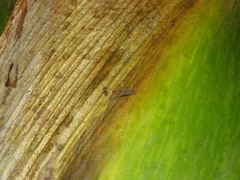 Arecopais spectabilis