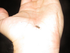 Arecopais spectabilis