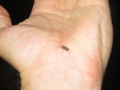 Arecopais spectabilis