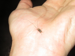 Arecopais spectabilis