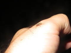 Arecopais spectabilis