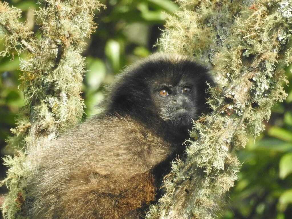 Black-fronted Titi in January 2024 by EQUIPE PARQUE ESTADUAL DO ...
