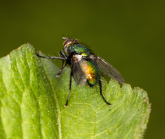 Gymnocheta viridis