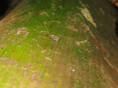 Arecopais spectabilis