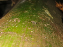 Arecopais spectabilis