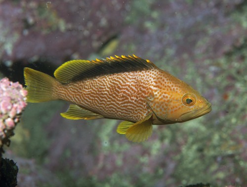 Maori rockcod (Epinephelus undulatostriatus) — Serranidae — 4
