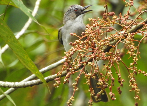 Cinereous Bulbul (Hemixos cinereus), photo 10