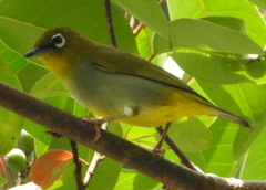 Zosterops auriventer