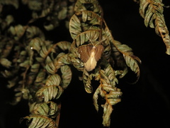 Chalastra pellurgata