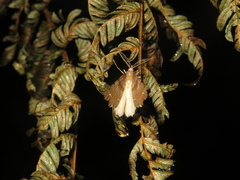 Chalastra pellurgata