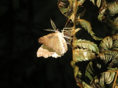 Chalastra pellurgata