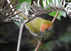 Orthotomus atrogularis