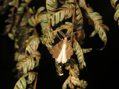 Chalastra pellurgata