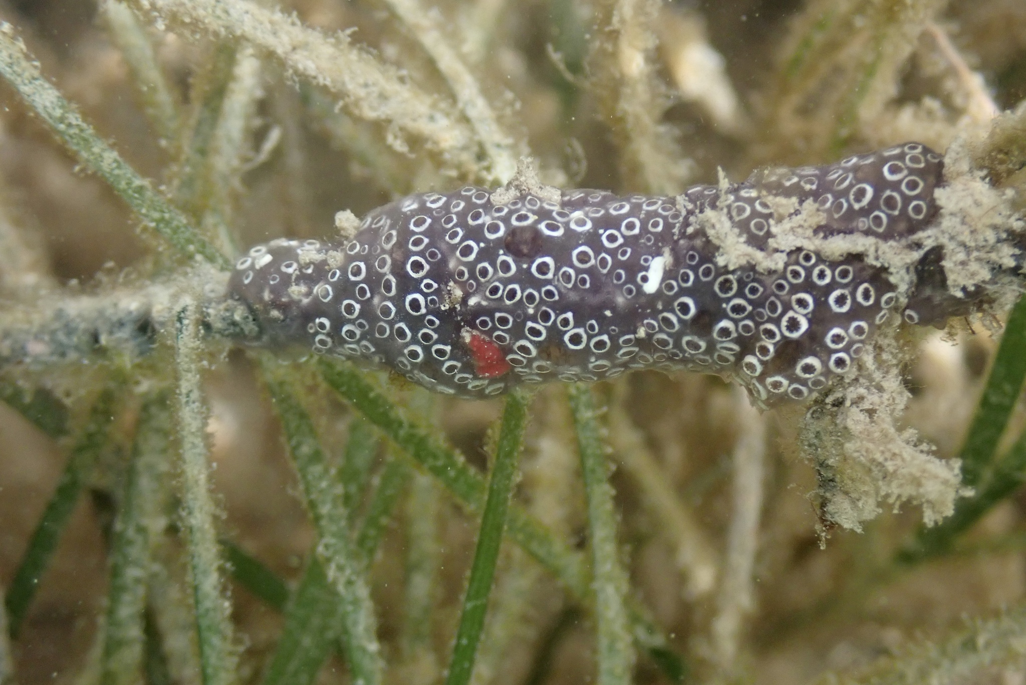 Distaplia bermudensis Van Name, 1902