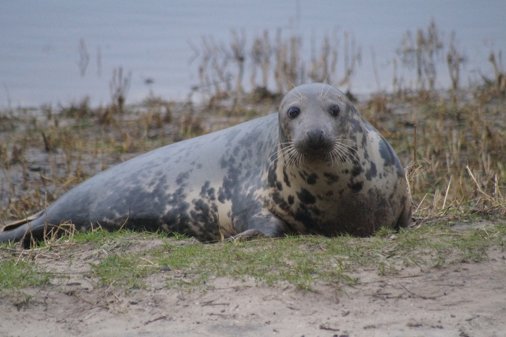 Grey seal lying on a grassy shore with its long straight nose
