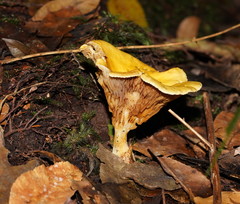 Austropaxillus