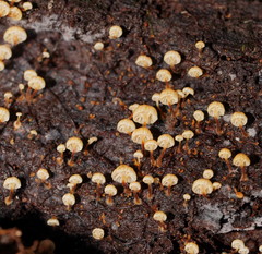 Xeromphalina leonina