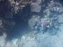 Caesio varilineata