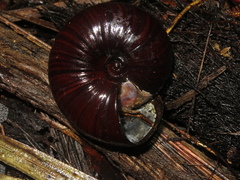 Powelliphanta annectens