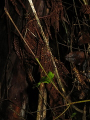 Pleioplectron gubernator