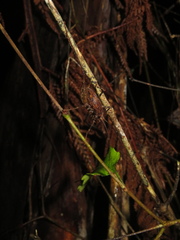 Pleioplectron gubernator