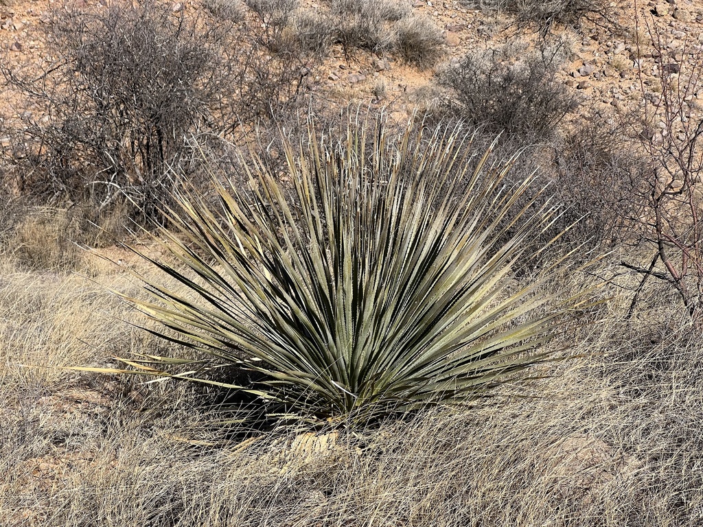 Wheeler sotol from Scarlet Blossom Trl, Benson, AZ, US on January 13 ...