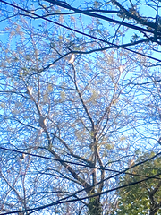 Malacosoma americana