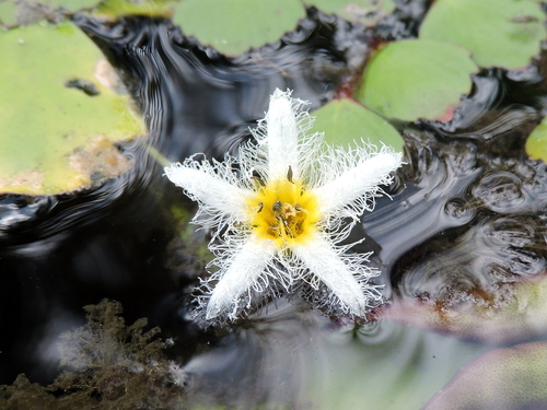 Floatingheart
