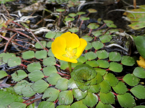 Mosaic Plant