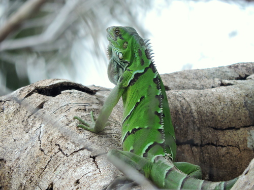 Green Iguana (Green)