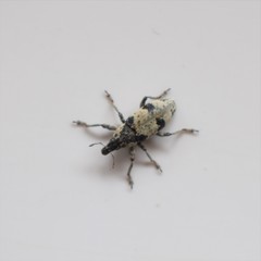 Bothynoderes affinis