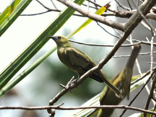 Palm Tanager