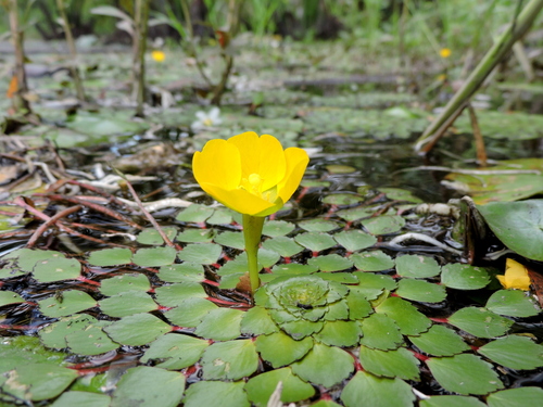 Foto de Ludwigia