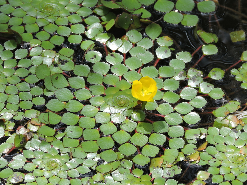 Foto de Ludwigia