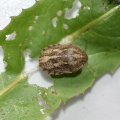 Eurygaster integriceps