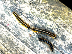 Malacosoma americana