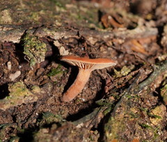 Hydnangiaceae