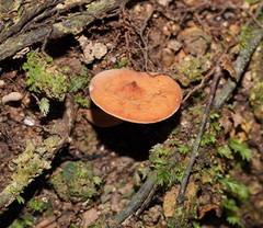 Hydnangiaceae