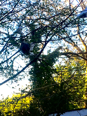 Malacosoma americana