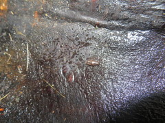 Styloniscus