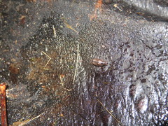 Styloniscus