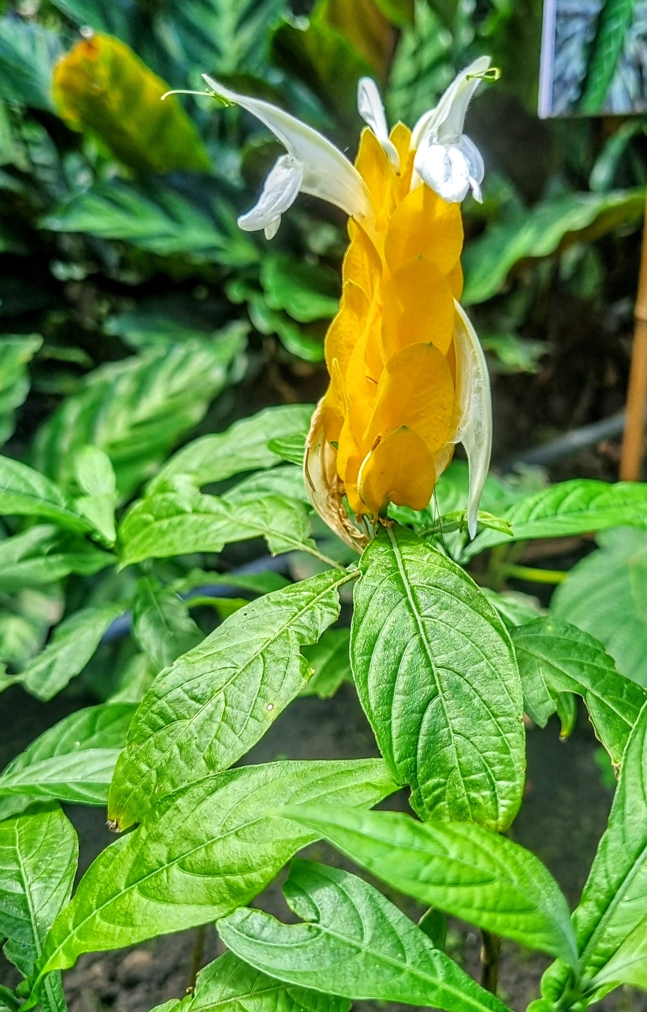 Imagem de Língua-de-sogra