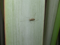 Amphineurus hudsoni