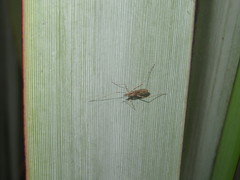 Amphineurus hudsoni
