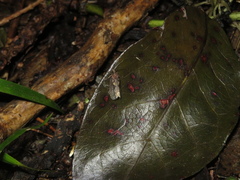 Cryptaspasma querula