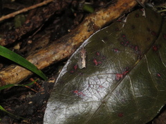 Cryptaspasma querula