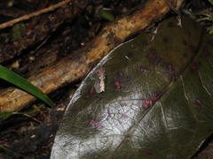 Cryptaspasma querula