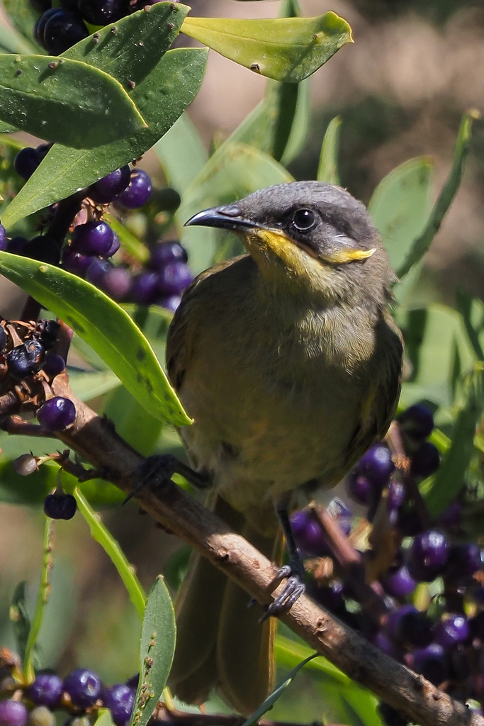 Purple-Gaped Honeyeater