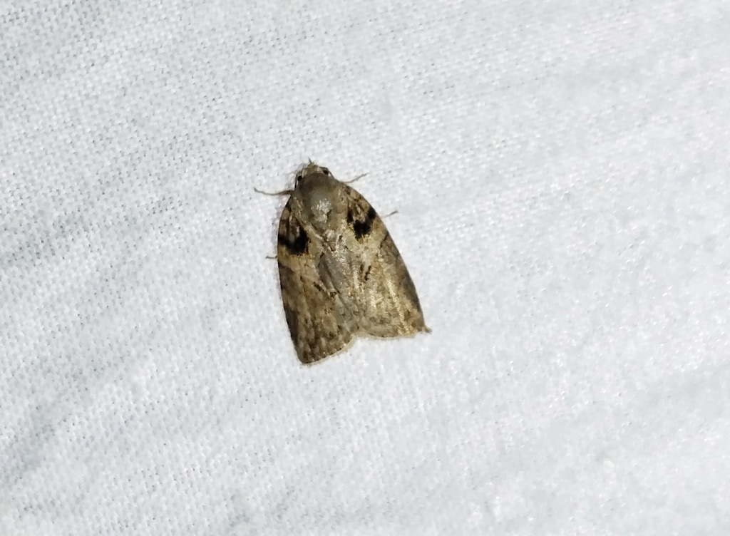 Tufted Moths from Rasipuram, Tamil Nadu, India on January 13, 2024 at