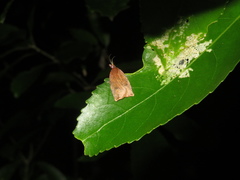 Planotortrix